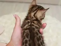 Бенгальские котята, фотография 7