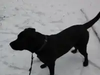 Щенки Лабрадора