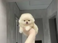 Уникальные белоснежные комочки счастья, фотография 5