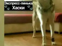 Груминг кошек и собак: уход, стрижка, гигиена, фотография 9