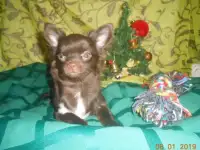 Шоколадный малыш