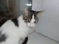 Отдам котят в добрые руки, фотография 4