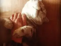 вязка с опытным котом Ричи, смесь британца и шотландки, фотография 8