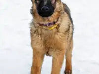 Умница Арья ищет дом!