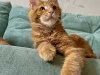 Котята породы мейн-кун, фотография 5