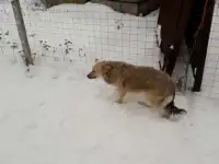 Щенки разные, собаки