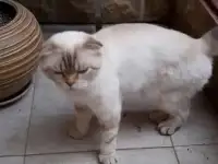 Отдам  кошечку в добрые руки.  Британская вислоухая, фотография 2
