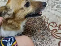 Отдам в добрые руки, фотография 2