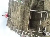 СЕНО