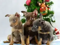 щенки Русского тоя - Той терьера  окрасы разные