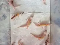 Малыши Эублефаров, фотография 5