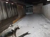 Собака помесь овчарки с лайкой в добрые руки, на охрану, фотография 4