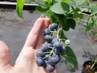 Саженцы голубики оптом и в розницу