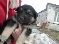 Щенок на охрану, фотография 2