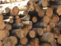 Продам сухостой  хвойный и березовый