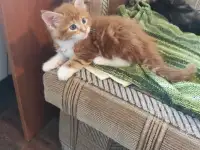 Котята-мейкунята, готовы к переезду.