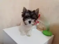 Щенки Бивер девочки