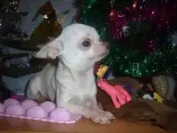 Девочка чихуахуа
