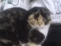 Найдена кошка