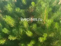 Саженцы Хвойные Живая Сocна с корнем