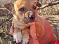 Щенки бесплатно в добрые руки