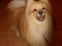Умный и весёлый друг в ваш дом