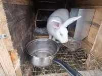 Кролики