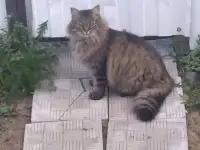 Ищем дом для кота Василия