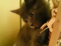 котята