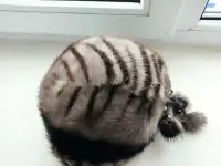 Шапка меховая