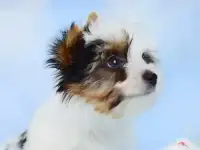 Бивер терьер купить