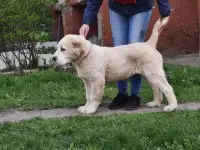 Продаются щенки среднеазиатской овчарки, фотография 5