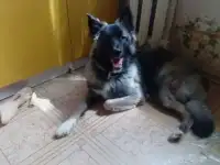 отдам собаку