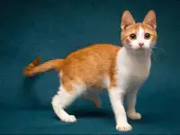 Персиковое чудо Китти, милый, нежный котенок в добрые руки, фотография 5