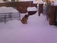 отдам даром