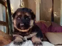 Щенки немецкой овчарки