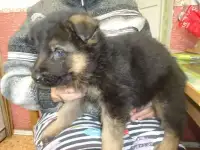 Щенки немецкой овчарки служебные, фотография 2