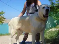щенки среднеазиатской овчарки, фотография 3