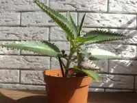 Купить Каланхоэ лечебное с доставой, Каланхоэ Дегремона, растение Доктор