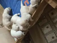 Продаются щенки Лабрадора, фотография 2