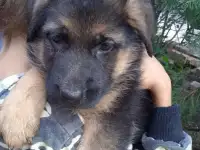 Бесплатно немца в добрые руки