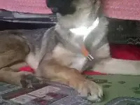 Отдадим щенка в хорошие руки