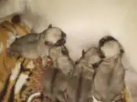 Щенки мопсята, фотография 2