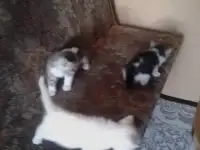 Котята вислоухой кошки - бесплатно