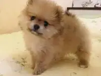 Щенки шпица