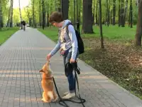 Услуги Кинолога