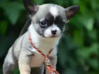 Чихуахуа, профессиональный питомник