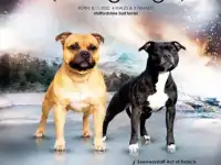 Стаффордширский бультерьер