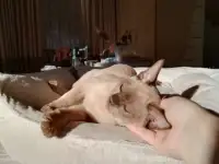 Котята европейской бурмы доступны , готовы к переезду., фотография 2