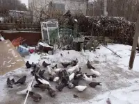 Продажа голубей, фотография 2